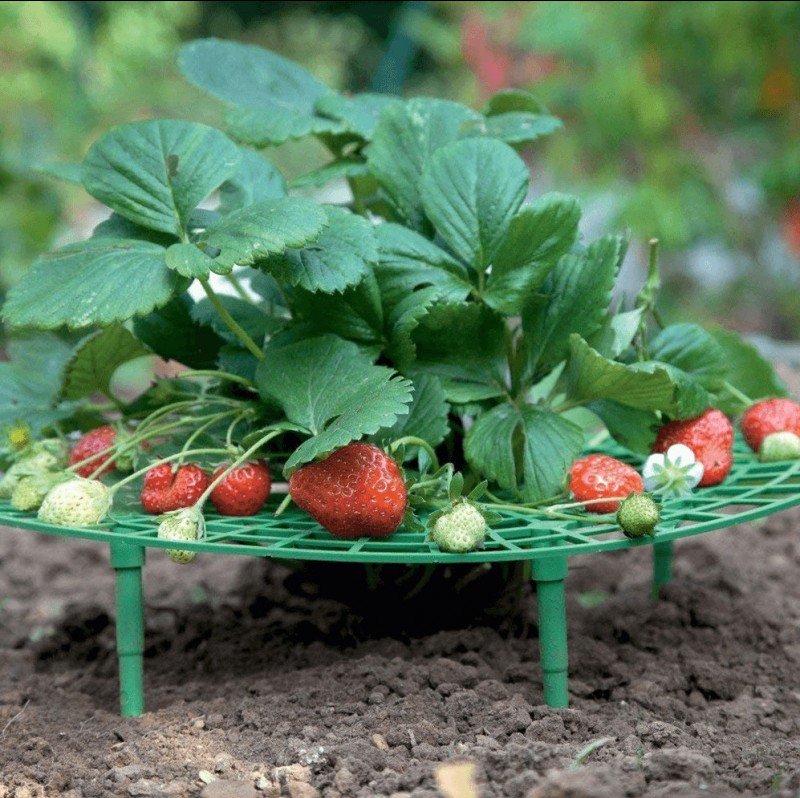 Stand special horticol pentru căpșuni 10 buc
